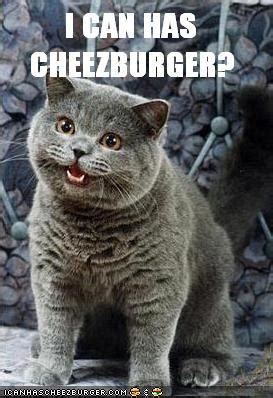 i can has cheezburger|i can has cheezburger website.